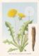 Dandelion - Herbes Medicinales Rolimpex Warszawa Poland - Piante Medicinali