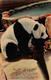 "Happy" - The Giant Panda - Zoo St. Louis, Missouri - St Louis – Missouri