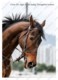 Ukraine | Postcard | Cirrus Des Aigles | Leading Thoroughbred Racehorse | Horse - Chevaux