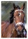 Ukraine | Postcard | Onlyforyou | Leading Thoroughbred Racehorse | Horse - Chevaux