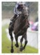 Ukraine | Postcard | Morando | Leading Thoroughbred Racehorse | Horse - Chevaux