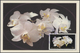 Delcampe - Thematik: Flora-Orchideen / Flora-orchids: 1905/2011 (ca.), Enormously Extensive Collection Of This - Orchids