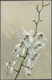 Delcampe - Thematik: Flora-Orchideen / Flora-orchids: 1905/2011 (ca.), Enormously Extensive Collection Of This - Orchideen