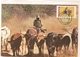 Botswana & Postal, Trekking Cattle Near Kang  1985 (4332) - Botswana