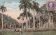 CUBA - Paisaje - Landscape  - 1919 - Cuba