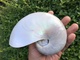 Nautile Nacré - (Nautilus) - Seashells & Snail-shells