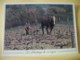 B21 3108 CPM -  LE DEBUTTAGE DE LA VIGNE - ANIMATION. ATTELAGE D'UN CHEVAL - Vigne