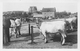 ¤¤  -  HERBIGNAC   -  Le Champ De Foire  -  Marché Aux Bestiaux  -  Vaches , Boeufs    -  ¤¤ - Herbignac