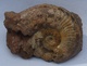 Ammonite Sur Gangue - Fossils