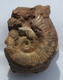 Ammonite Sur Gangue - Fossiles