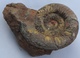 Ammonite Sur Gangue Pseudogrammoceras Jurassique Toarcien - Fossilien