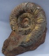 Ammonite Sur Gangue Pseudogrammoceras Jurassique Toarcien - Fossilien