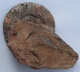 Ammonite Sur Gangue Pseudogrammoceras Jurassique Toarcien - Fossilien