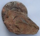 Ammonite Sur Gangue Pseudogrammoceras Jurassique Toarcien - Fossiles