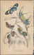 Delcampe - Thematik: Tiere-Schmetterlinge / Animals-butterflies: 1870/2000 (ca.), Sophisticated Holding Of Appr - Schmetterlinge