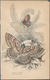 Delcampe - Thematik: Tiere-Schmetterlinge / Animals-butterflies: 1870/2000 (ca.), Sophisticated Holding Of Appr - Mariposas