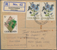 Delcampe - Thematik: Tiere-Schmetterlinge / Animals-butterflies: 1870/2000 (ca.), Sophisticated Holding Of Appr - Mariposas