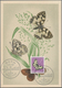 Delcampe - Thematik: Tiere-Schmetterlinge / Animals-butterflies: 1890/2000 (ca.), Holding Of Apprx. 550 Themati - Mariposas