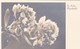 AK Die Besten Pfingstgrüße - Blumen Nelken  (41770) - Pentecôte