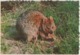 WESTERN AUSTRALIA WA Lighthouse ROTTNEST ISLAND Murray Views W30C Postcard C1970 - Other & Unclassified