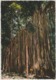Australia QUEENSLAND QLD Fig Tree Near CAIRNS Engelander Kruger 799/25 Postcard C1960s - Cairns