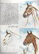 LIVRE    HORSES HEADS IN OILS AND PASTELS   BY DON SCHWARTZ - Altri & Non Classificati