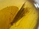 Burmese / Burmite Amber With A Caddis Fly Inclusion. Free Shipping - Archaeology