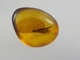 Burmese / Burmite Amber With A Caddis Fly Inclusion. Free Shipping - Archaeology