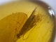 Burmese / Burmite Amber With A Caddis Fly Inclusion. Free Shipping - Archaeology