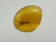 Burmese / Burmite Amber With A Caddis Fly Inclusion. Free Shipping - Archaeology