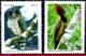 Ref. BR-3060-60A BRAZIL 2008 ANIMALS, FAUNA, NATIVE BIRDS, MERCOSUL,, OWLS, WOODPECKER, SET MNH 2V Sc# 3060-60A - Ungebraucht