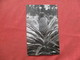 RPPC   > Malaysia Pineapple     Ref 3424 - Malaysia