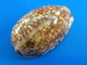 Cypraea Eglantina Nouvelle Calédonie 43,8mm GEM N8 - Seashells & Snail-shells