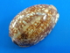 Cypraea Eglantina Nouvelle Calédonie 43,8mm GEM N8 - Conchas Y Caracoles