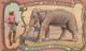 CHROMO IMAGE) CHOCOLAT GUERIN BOUTRON  LES MAMMIFERES  L éléphant( 6.8x10.8) - Guérin-Boutron
