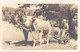 RPPC REAL PHOTO POSTCARD HORSE AND OX TEAM ISLE OF ORLEANS QC - Québec - La Cité