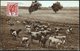 Jersey Cattle In Fiji   1932 - Figi