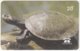 BRASIL G-579 Magnetic Telepara - Animal, Turtle - Used - Brazil