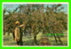 SAN JOSE, CA - PICKING PLUMS - ANIMATED - M. RIEDER - - San Jose