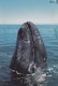 New Born Gray Whale , 1998 ; Baja California Coast , Mexico - Other & Unclassified