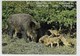 GENK: GROETEN UIT LIMBURGSE ZOO-WILD BOAER-WILD VARKENS - Genk