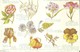 4413"IL LINGUAGGIO DEI FIORI (DOMANDA)".-CARTOLINA POSTALE ORIGINALE NON SPED. - Flowers