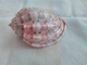 Harpa Lavidus - Seashells & Snail-shells