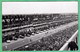 LE MANS - DEPART DES 24 HEURES 1961 - CARTE PHOTO - 2 SCANS - Le Mans