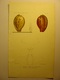 GRAVURE COULEUR COQUILLAGE 1869 - CYPROEA AUBRYANA - NEPHARIS ALATA - LEVASSEUR LITH IMP BECQUET PARIS SHELL PRINT - Estampes & Gravures