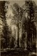 National Park California Sequoia GENERAL SHERMAN TREE  Forest, Xylology, Forestry 11*8 CM Fonds Victor FORBIN 1864-1947 - Lugares