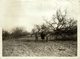 ORCHARDS BEEING CUT    Forest, Xylology, Forestry 20*15 CM Fonds Victor FORBIN 1864-1947 - Otros & Sin Clasificación