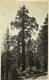 Giant Sequoia General Grant National Park California Forest, Xylology, Forestry 20*15 CM Fonds Victor FORBIN 1864-1947 - Lugares