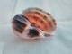 Harpa Davidus - Seashells & Snail-shells