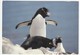 AK Falkland Islands Rockhopper Penguins. Society Expeditions. Project Antarctica Postalisch Gelaufen 2 Scans 16,4x11,4cm - Falkland